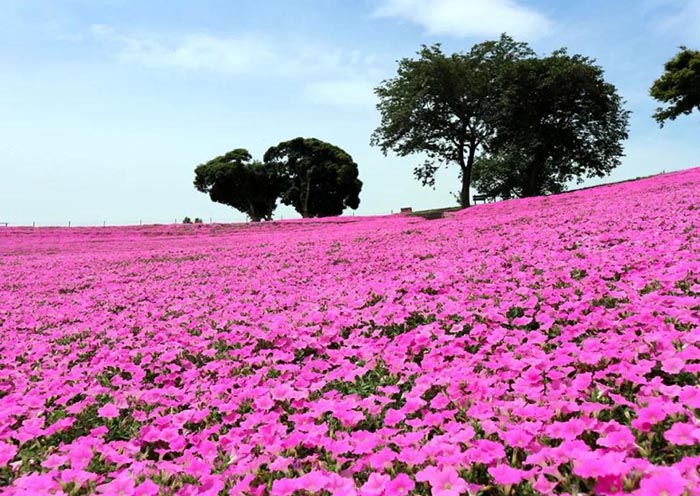 When is the Best Time to Visit Hakone? (Best Month and Season)