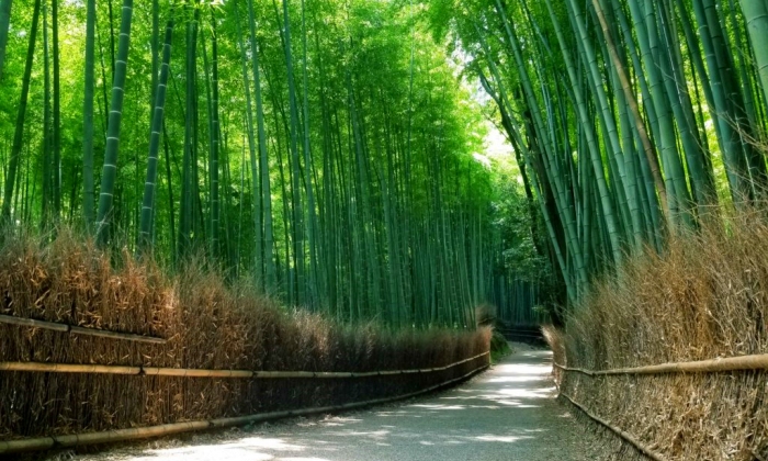 Arashiyama Bamboo Grove Tours