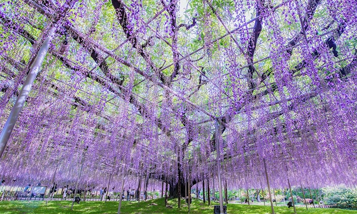 Ashikaga Flower Park