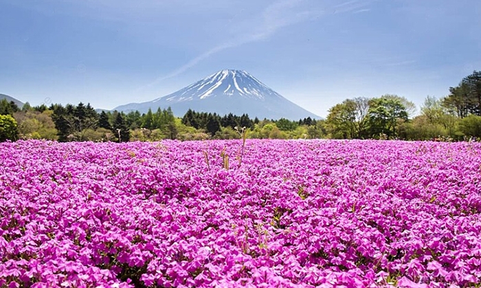 Fuji Shibazakura Festival