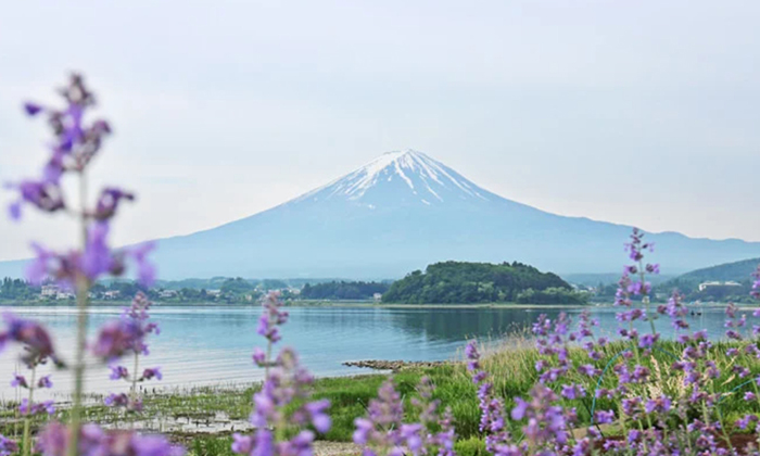 Oishi Park Tours