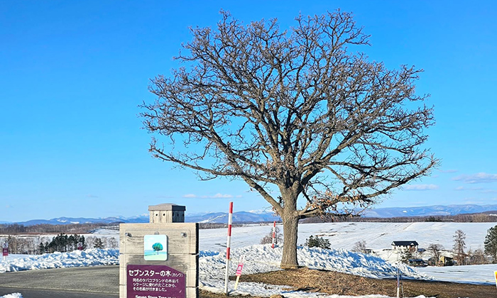 Seven Stars Tree Hokkaido