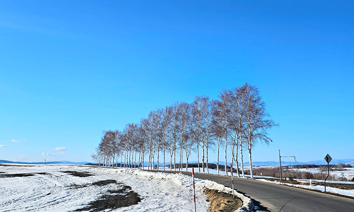 Seven Stars Tree Hokkaido